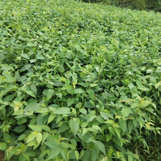 苍溪县樱桃实生苗