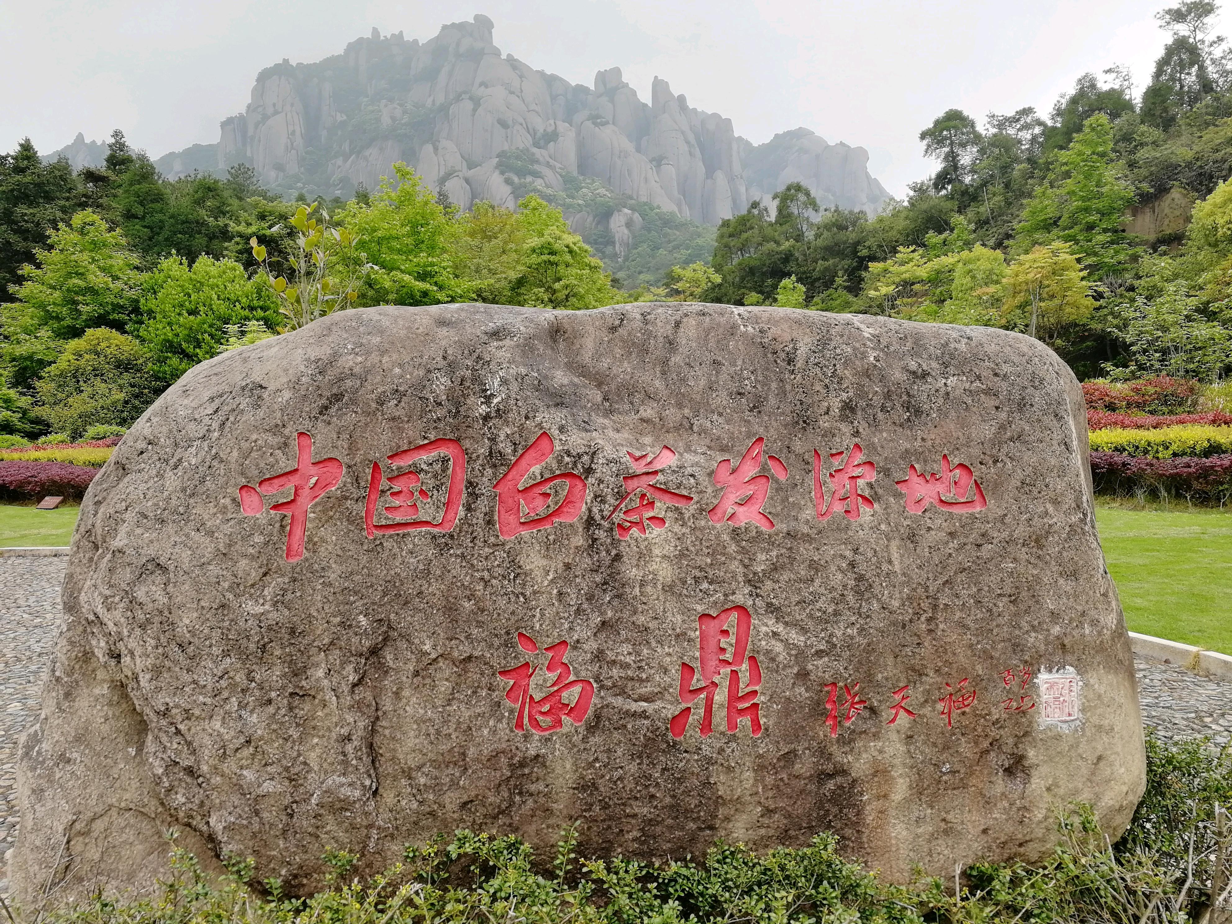 福鼎白茶廠家直批核心產(chǎn)區(qū)茶葉