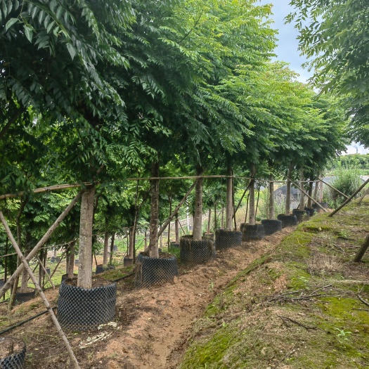 栾树   复羽叶栾树   云南栾树