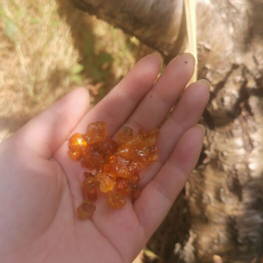 绍兴水蜜桃树的桃胶，新鲜采摘，量不大，有需要的微我