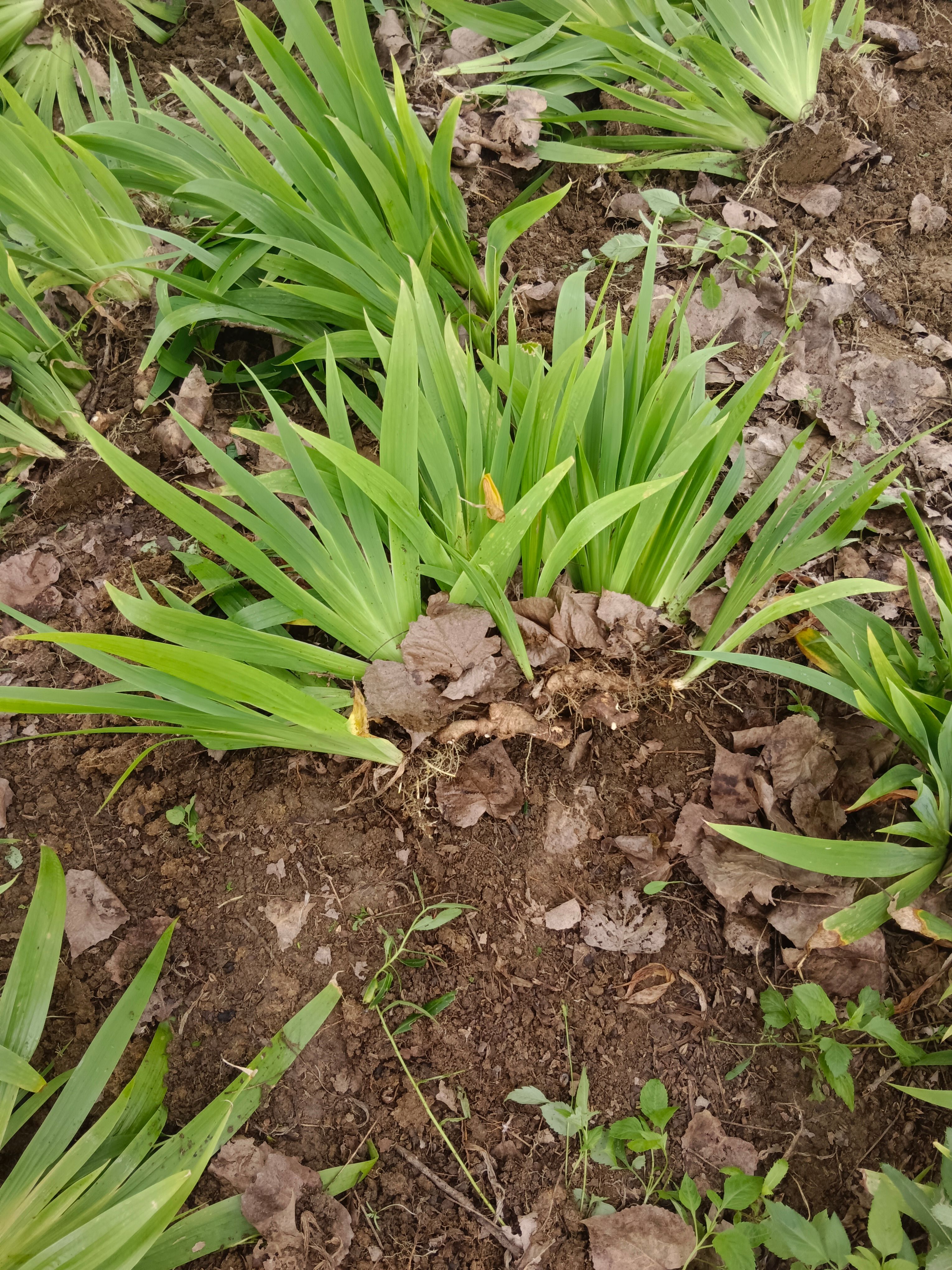 鸢尾苗大量供应。