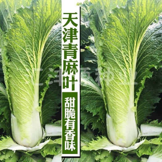 天津大青麻叶白菜种子绿白菜种籽高产抗病春秋播高筒甜脆直筒蔬菜