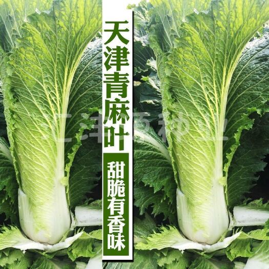 邵东市天津大青麻叶白菜种子绿白菜种籽高产抗病春秋播高筒甜脆直筒蔬菜