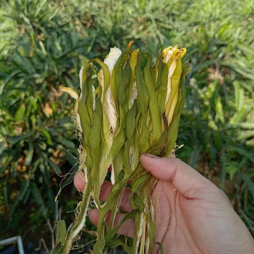 灵山县霸王花（剑花）