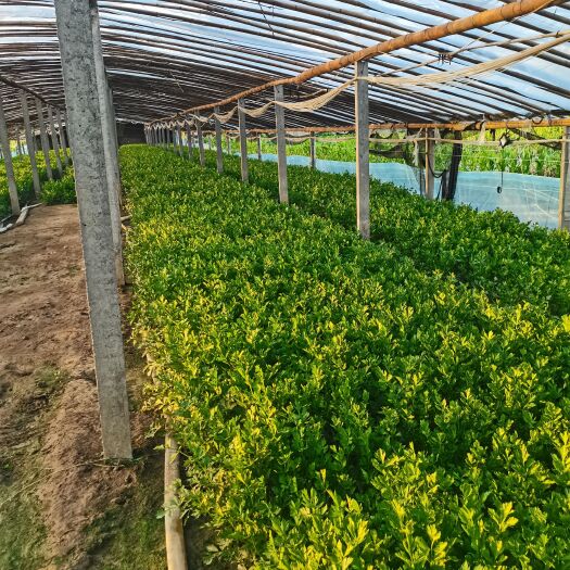 虞城县大量出售西芹