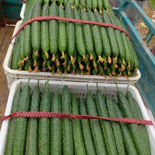 莘县山东莘县刺黄瓜 新鲜蔬菜瓜菜类黄瓜 直供产地直发