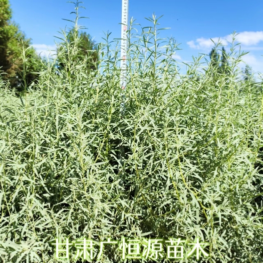 临泽县四翅滨藜基地 1年生四翅滨藜苗 批发四翅滨藜苗