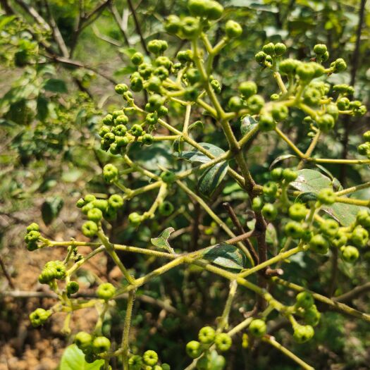 全州县广西高山中花吴茱萸
