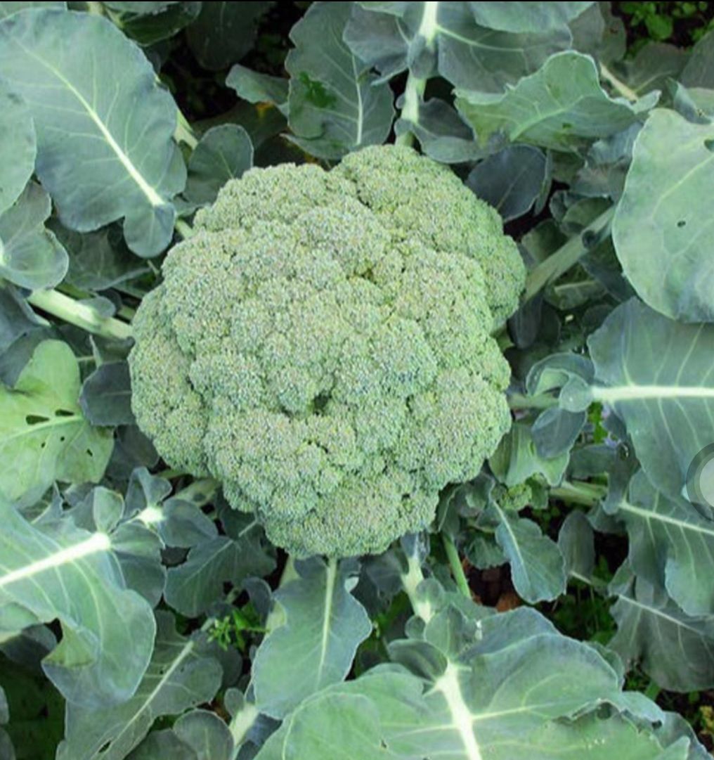 耐寒优-秀西兰花种子 本进_口青花菜种子 一代交配 亩1袋半