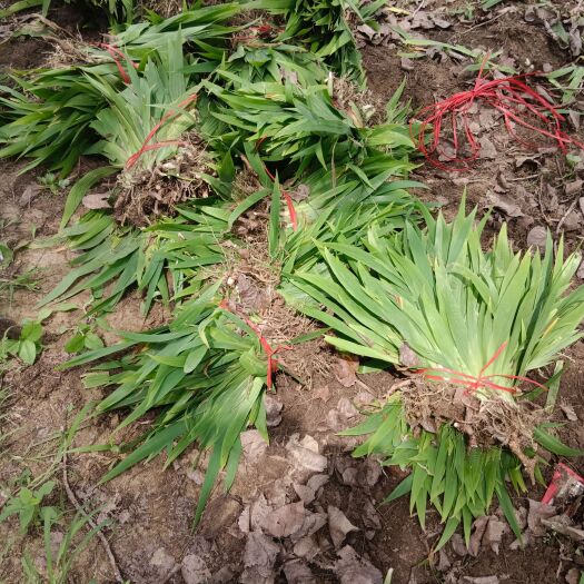 新沂市鸢尾苗大量供应。