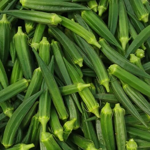如东县秋葵质量好，价格美丽奥