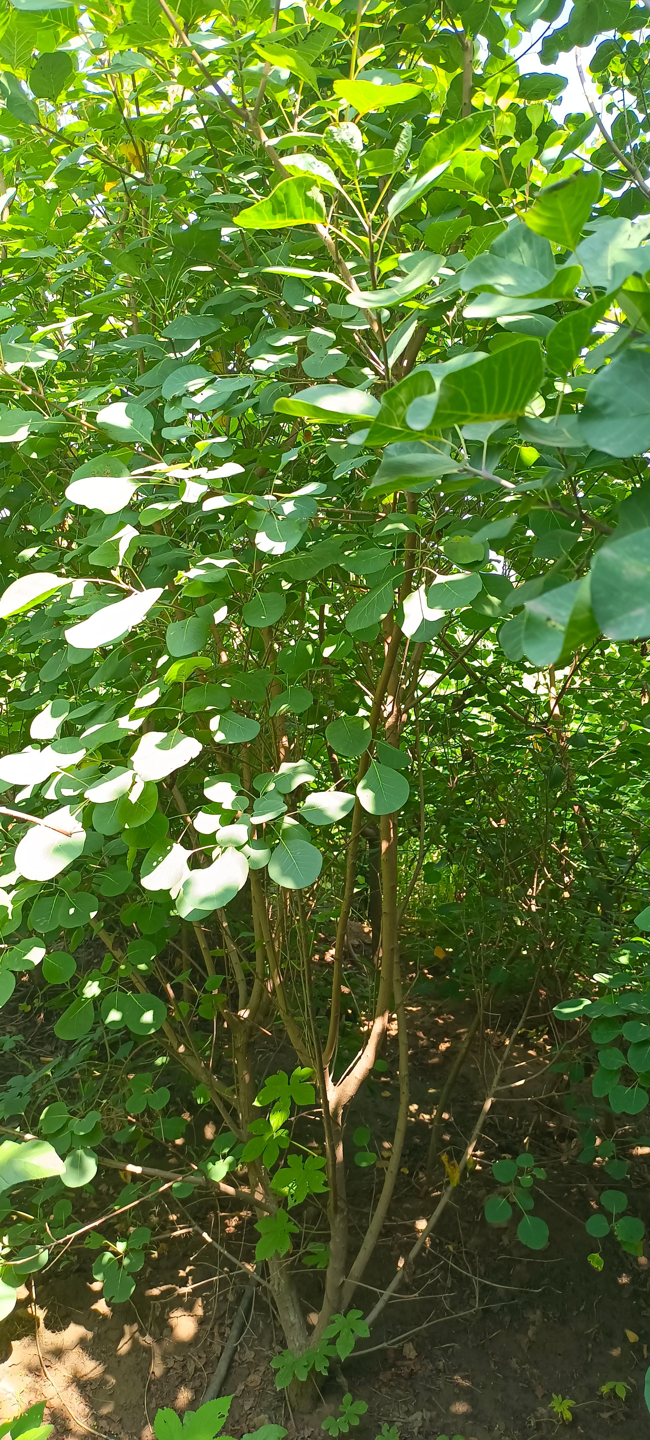 黄栌山西丛生黄栌杆子黄栌