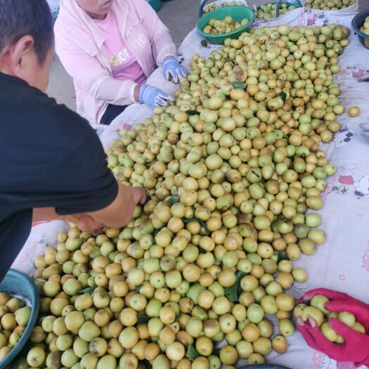 大荔县冬枣