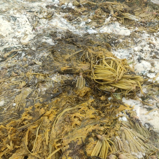 雪里红酸菜