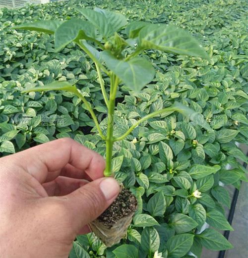 长治200亩青皮尖椒3天后采摘！