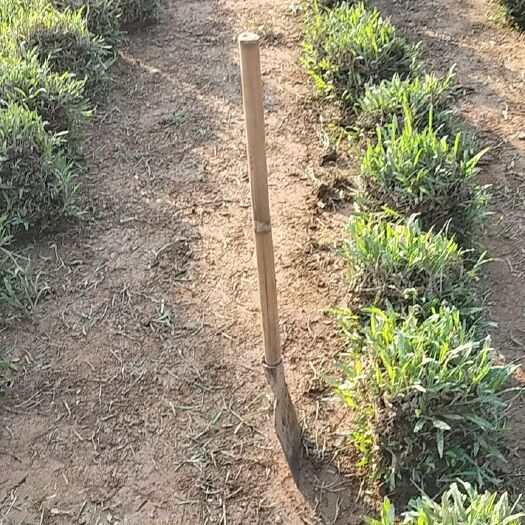 博罗县大叶油草草块