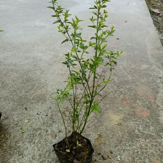 浏阳市迎春小杯苗物美价廉