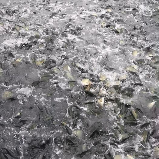 黄金鲫