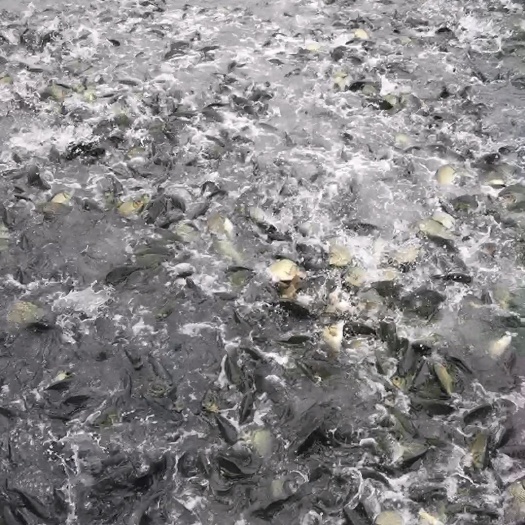 南平黄金鲫