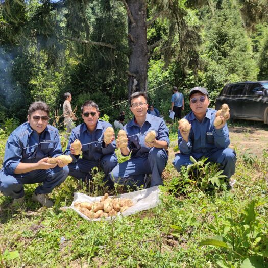 维西县香格里拉高山土豆-来自三江并流核心腹地