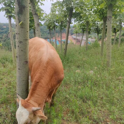 郑州活牛