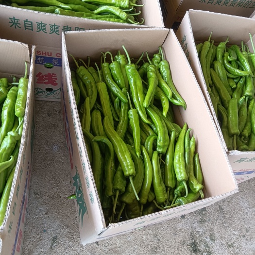 安顺黄皮椒