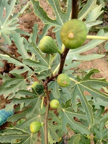 平邑县波姬红无花果苗  盆栽无花果