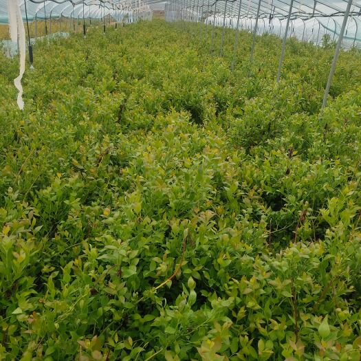 肥城市2－6年以上蓝莓苗，钵苗，地栽苗，品种全，价格低，质量好