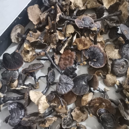 富宁县黑灵芝