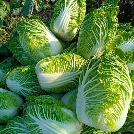 长阳县高山黄心大白菜