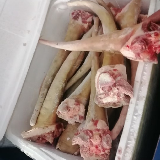 郑州精品带皮尾巴 充足货源 质量保证，可支持物流冷链快递发货