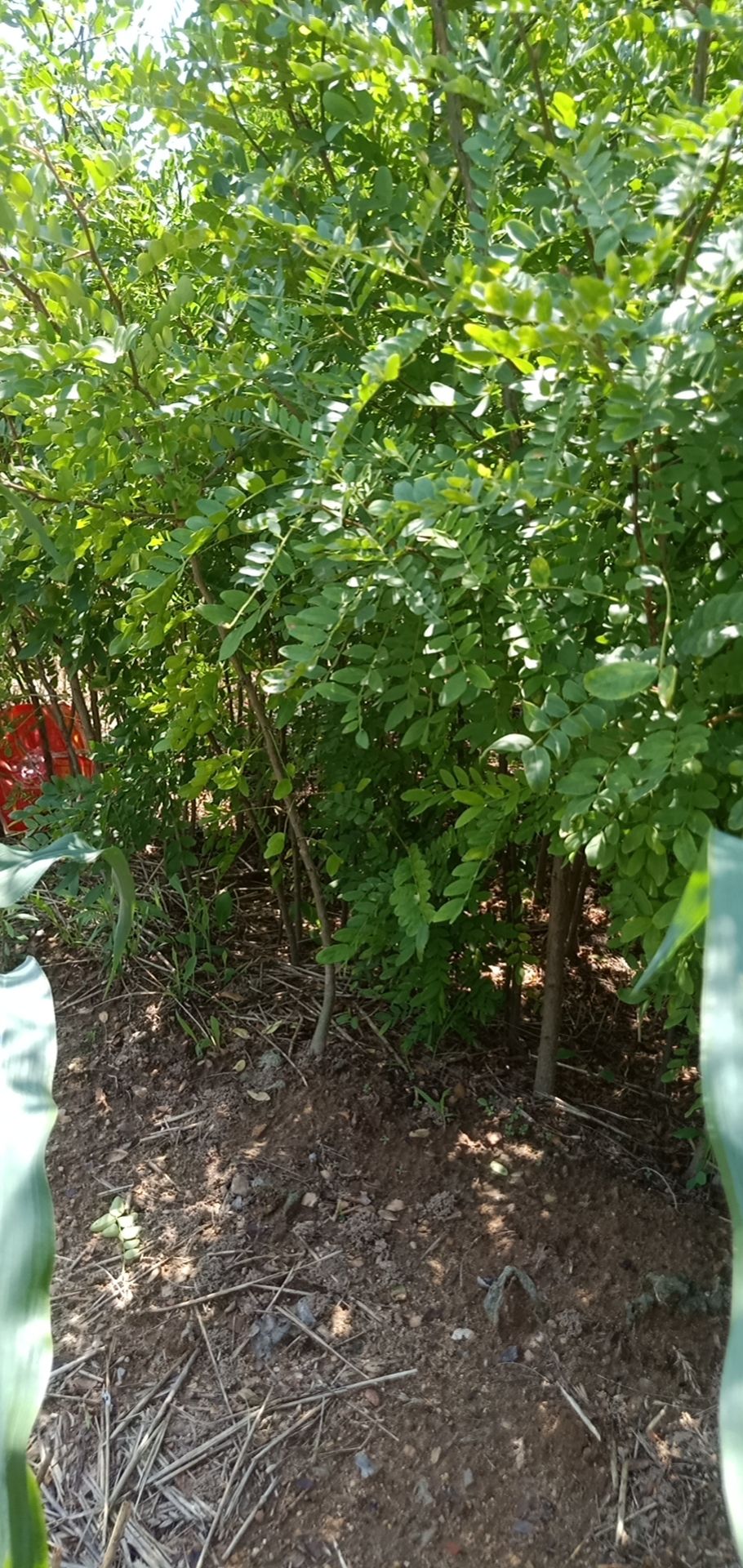 皂角苗 皂角小苗