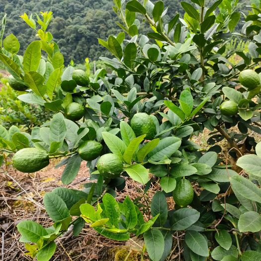 环江县广东香水柠檬