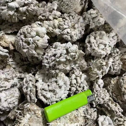 毕节白参菌，干货，鲜货，价格实惠