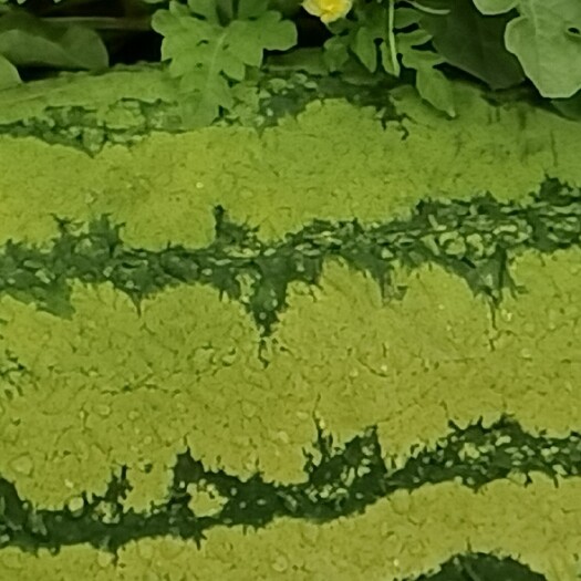 榆林沙地西瓜，甜美汁多。大瓜