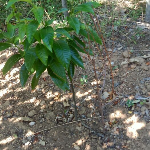 泰安板栗树苗 大红袍板栗苗