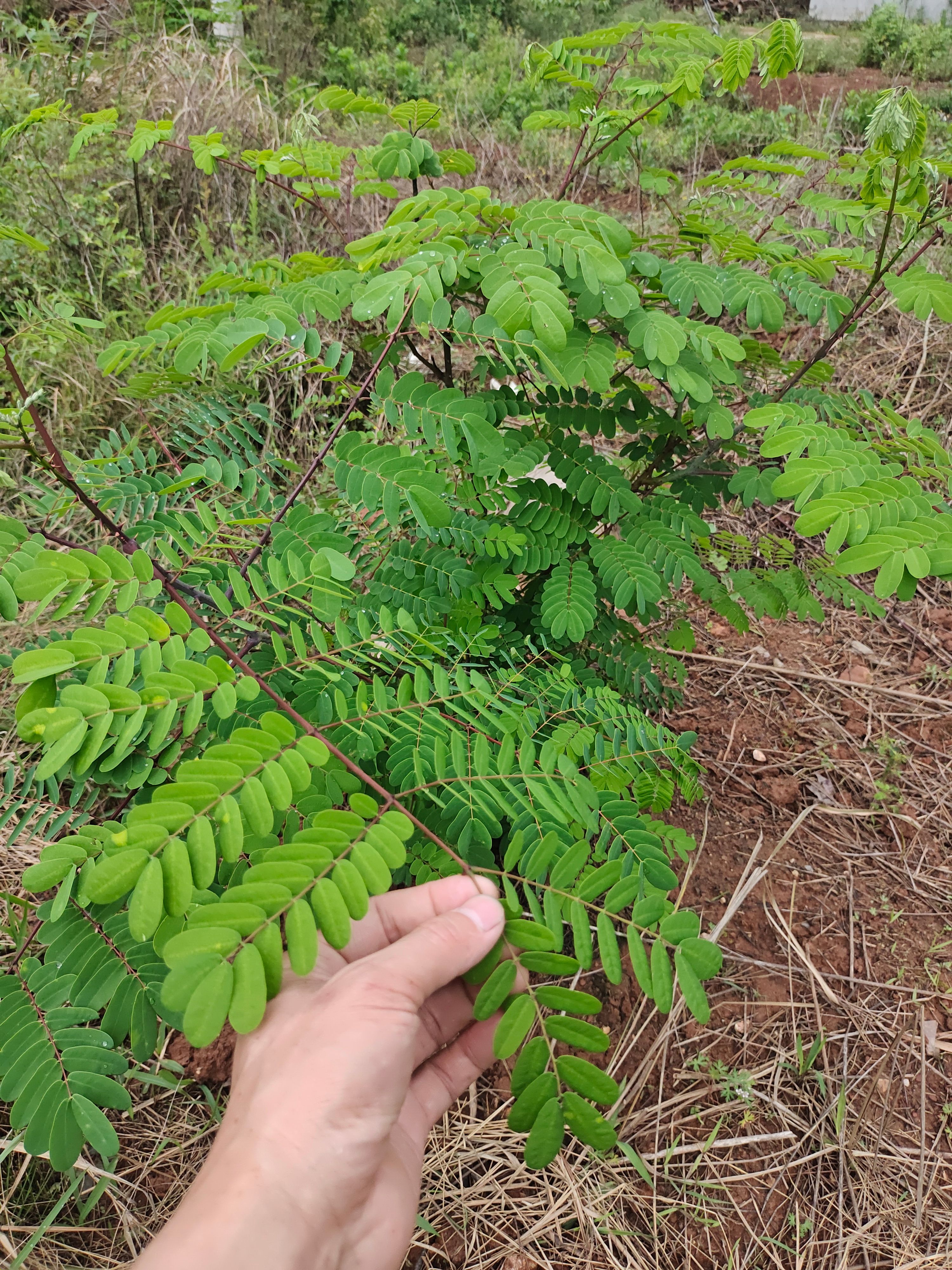 云实树苗培育斗米虫养殖栽种树苗