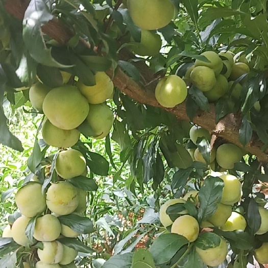 香脆李