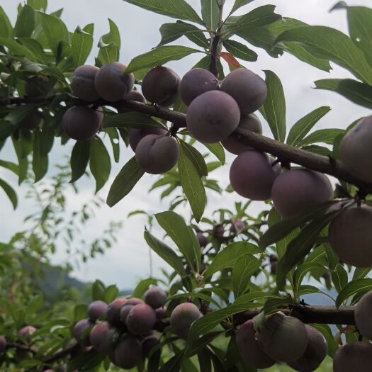 钟山县珍珠李果园转让