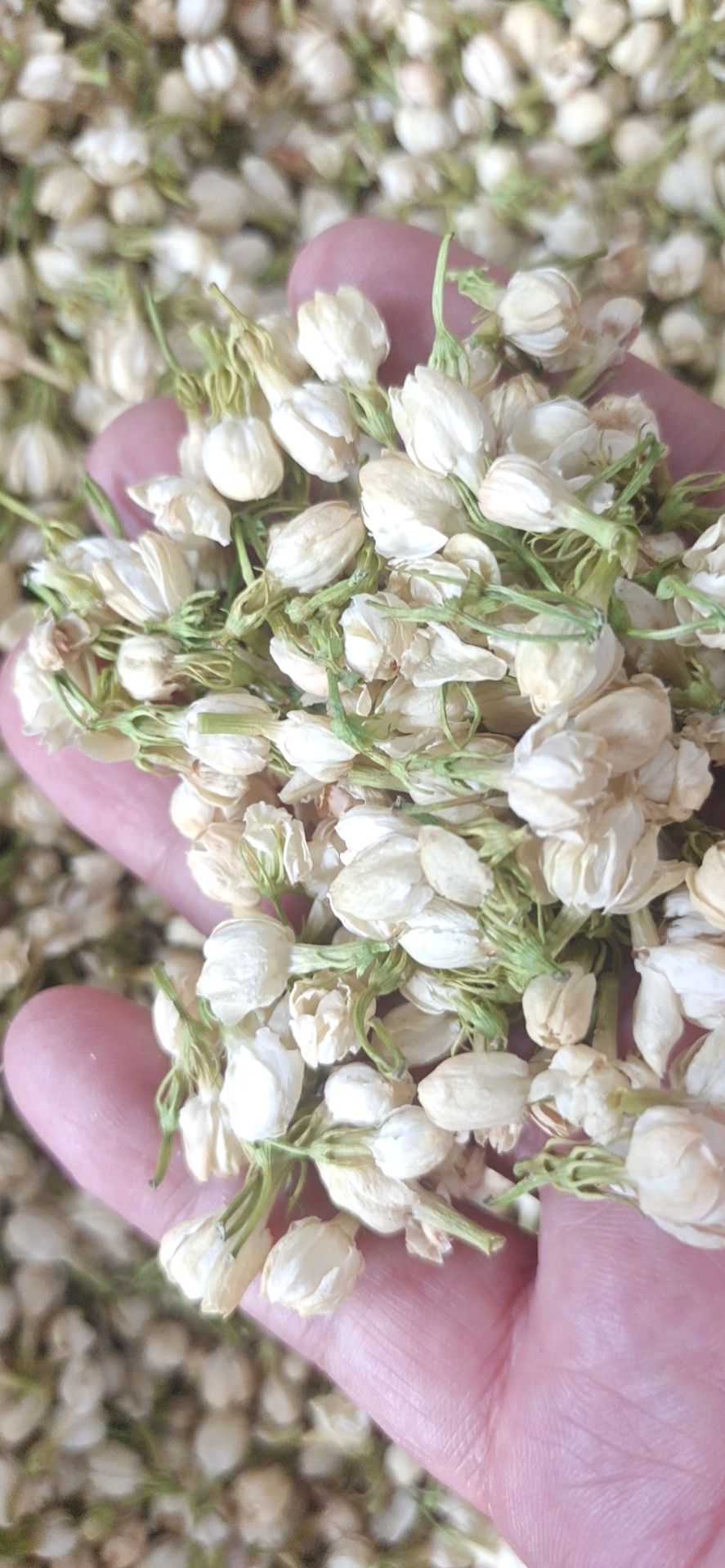 新鲜茉莉花 茉莉干花蕾 花草茶莉花苞茶叶浓郁爽口茉莉花