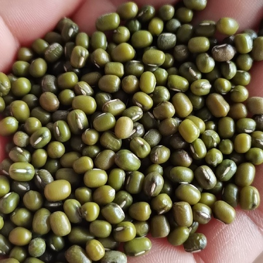 临沂油绿豆明绿豆易煮易烂，可以做绿豆沙，可以做馅料量大价优