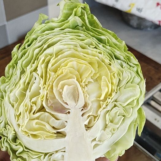 西吉县甘蓝，水果玉米，黄心白菜