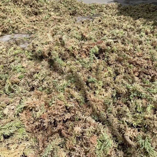 成都野生的水苔