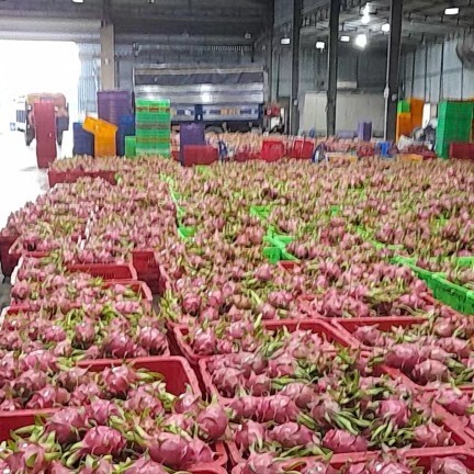  越南火龙果，一手货源，整柜走货。本人在越南亲自验货，确保质量