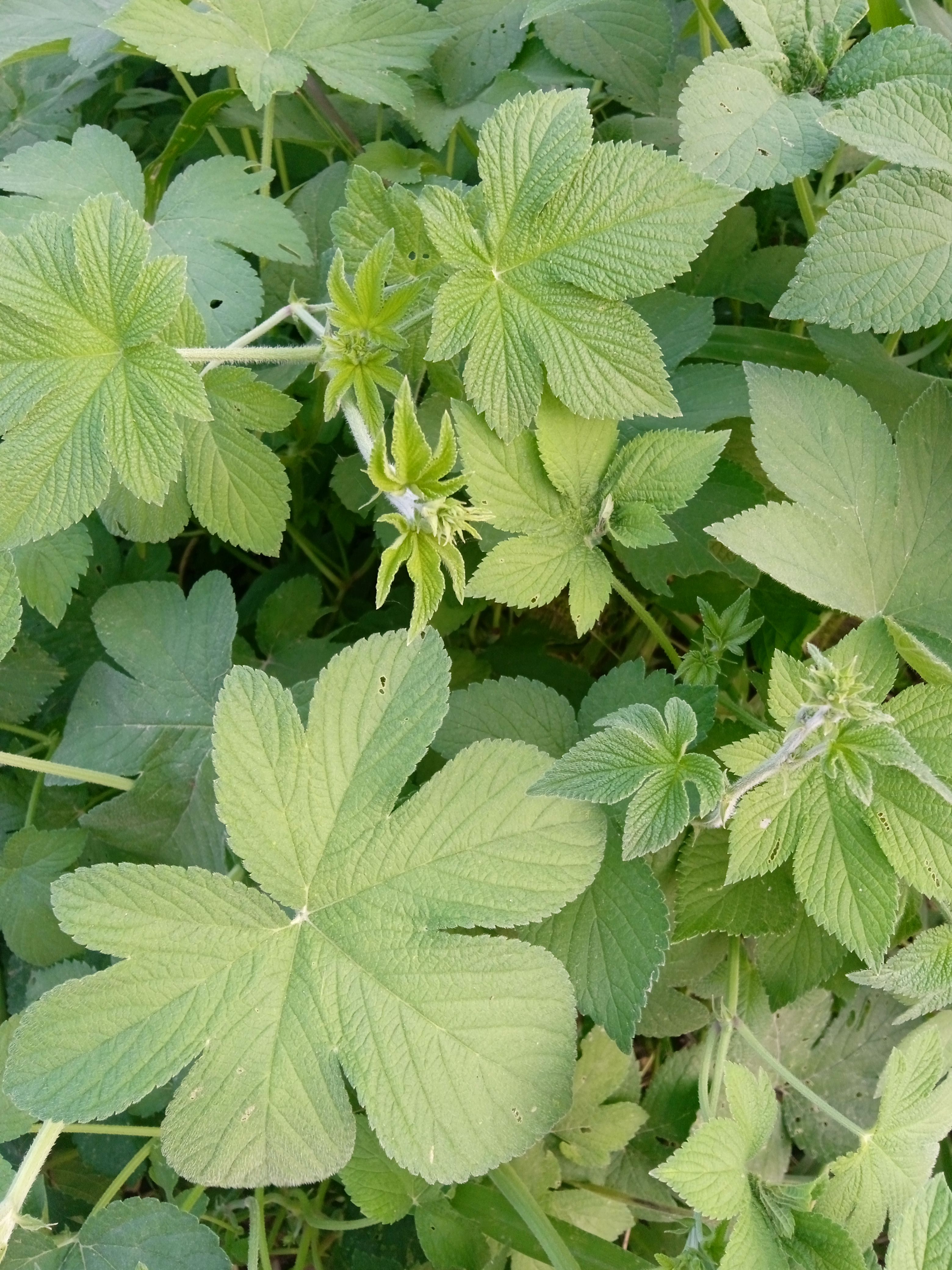 中药材,葎草,拉拉秧
