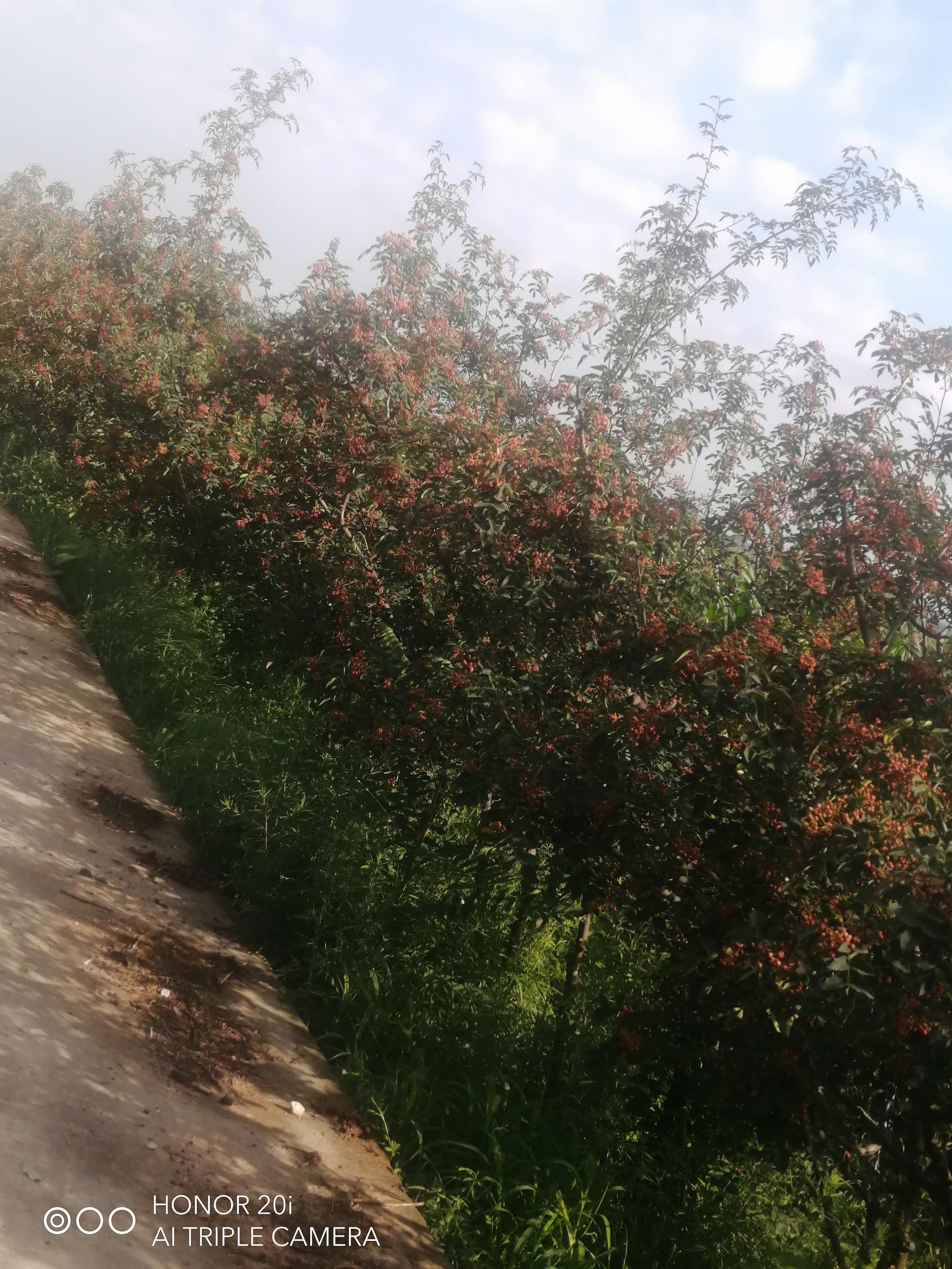 陕西新鲜大红袍花椒干，湿色红，味麻香浓。