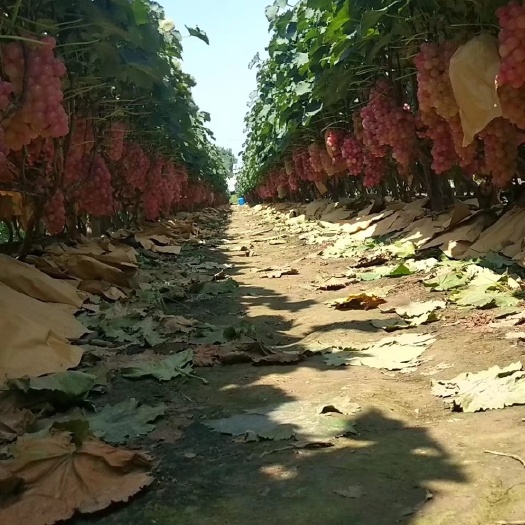 鲁山县万亩巨峰葡萄种植基地上市中