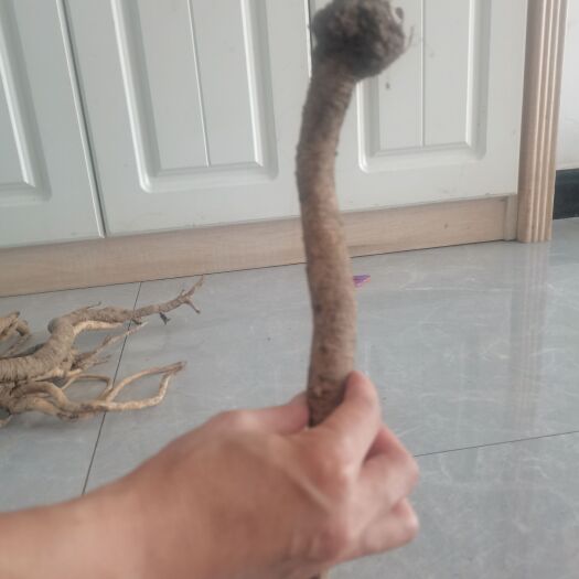 新鲜特大条
党参顺丰包邮一条二十年生