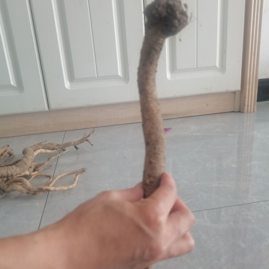 漳县新鲜特大条
党参顺丰包邮一条二十年生