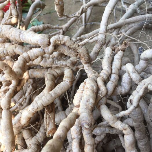 封开县大量鲜货巴戟天供应欢迎咨询